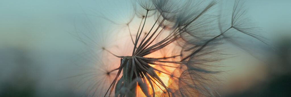 Dandelion photo with sunset