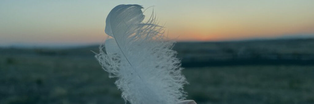 Feather background image