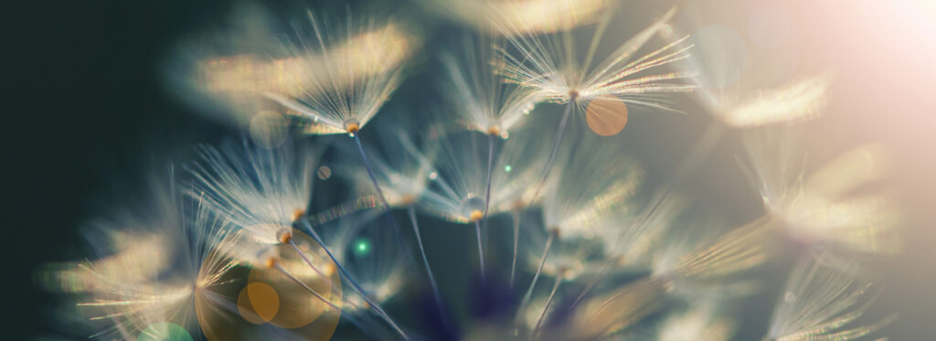 Dandelions